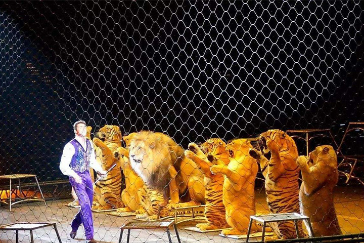 獅虎表演